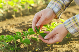aliar agronegócio e sustentabilidade