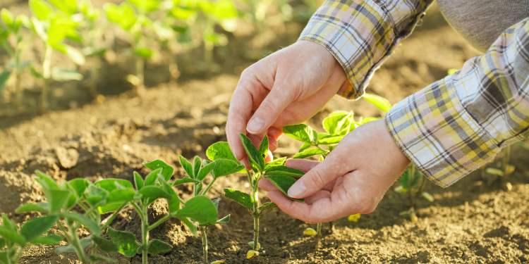 aliar agronegócio e sustentabilidade