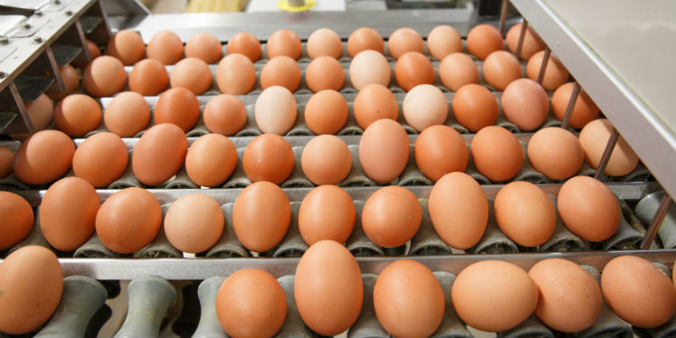Incubação de ovos