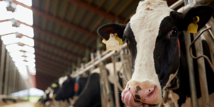 7 most important illnesses that affect the entire dairy herd