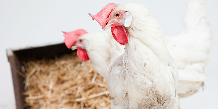 Why disinfection is fundamental to the poultry aviary?