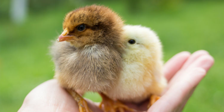 Broiler chicks: main cautions in the first weeks of life